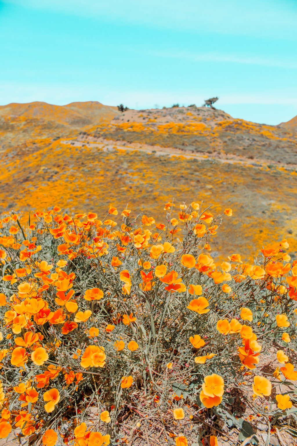 A Day in the Poppy Fields of Lake Elsinore Love Jen Marie